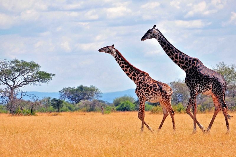 Giraffe Safari Experience in Africa