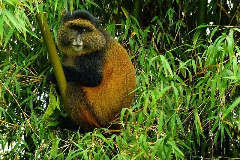 Golden Monkey Trekking Experience