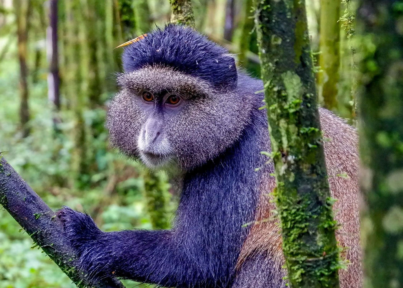 Golden Monkey in Gishwati Mukura National Park Rwanda