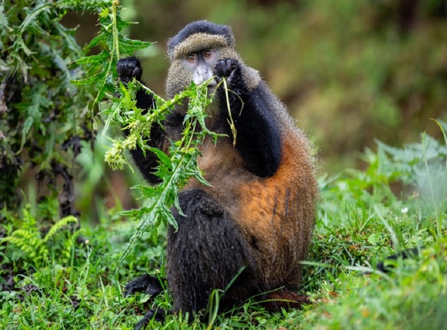 Golden Monkey Rwanda