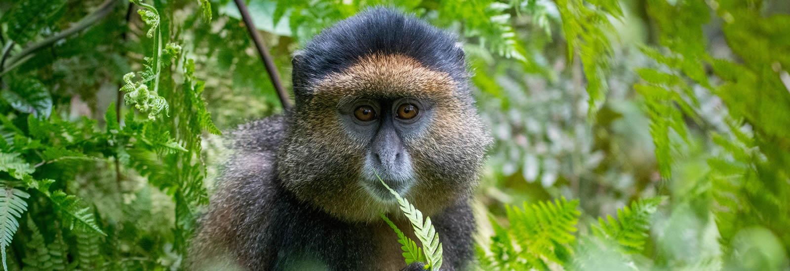 Golden Monkey Trekking in Rwanda