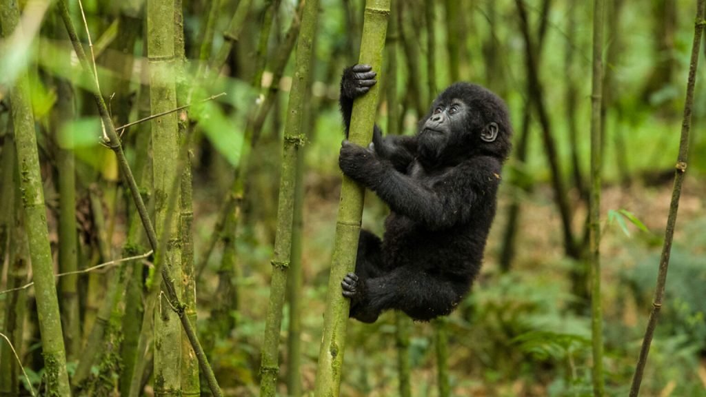 Gorilla Safaris in Rwanda
