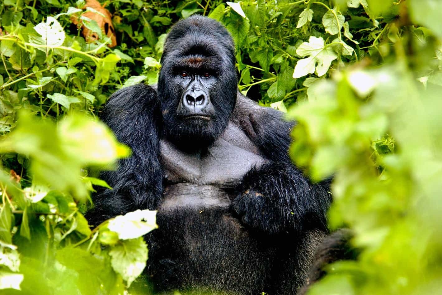 Gorilla Trekking in Africa
