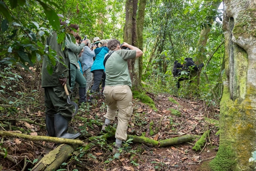 Gorilla Trekking in Bwindi Forest
