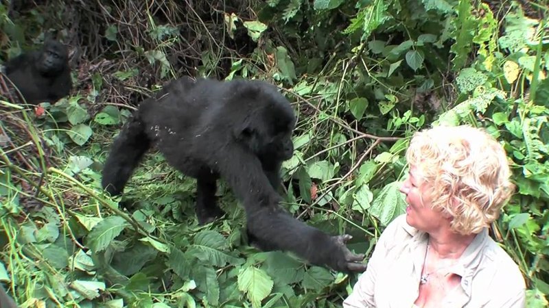 Gorilla Trekking for Seniors in Rwanda and Uganda