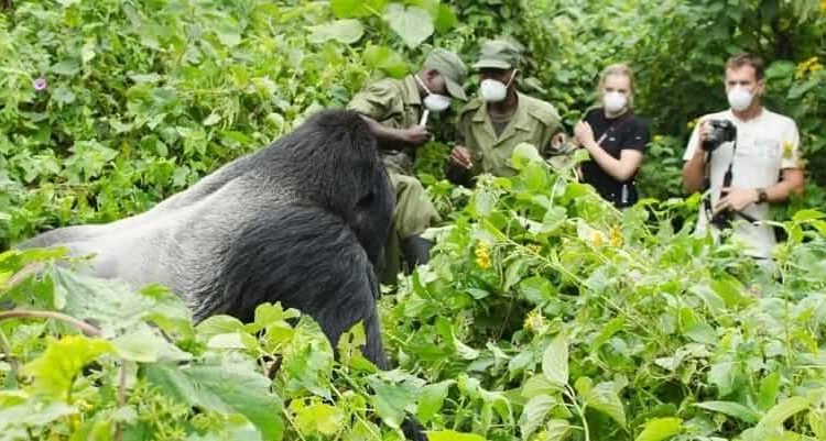 Gorilla Trekking in Rwanda