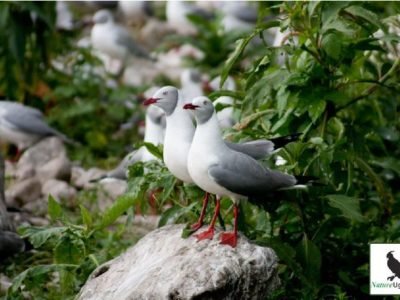 Bird Watching Experience in Rwanda