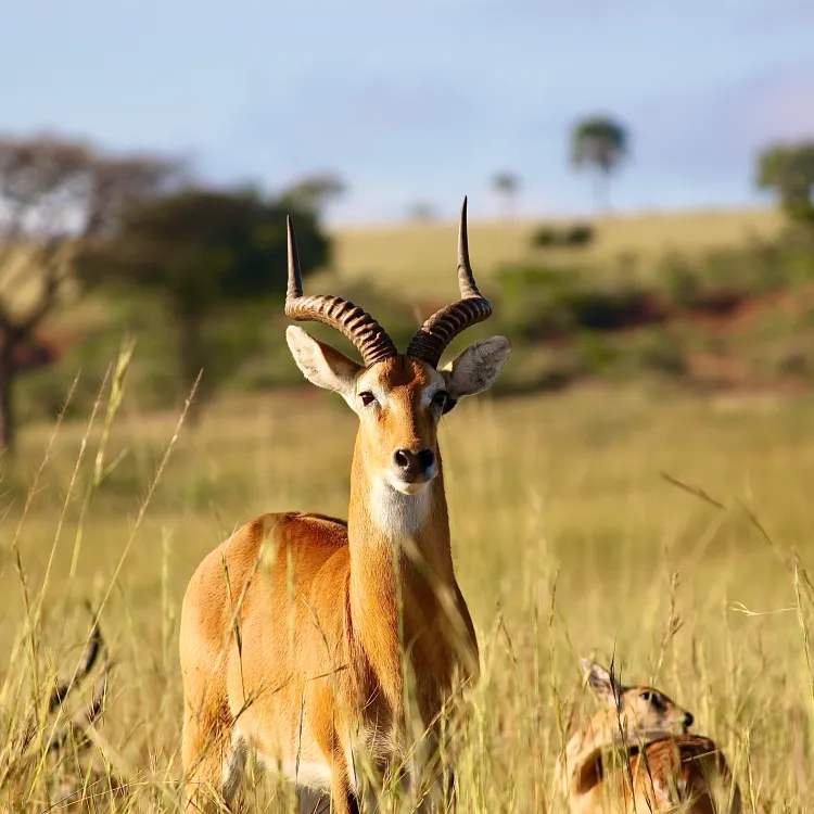 Tailor-Made Luxury Gorilla Safaris in Uganda and Rwanda