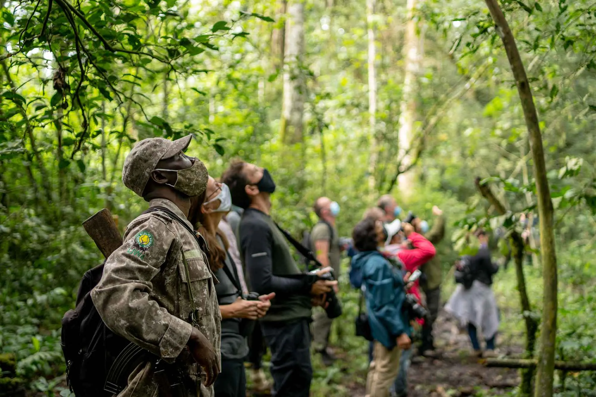 Chimpanzee Trekking in Kibale Forest with Ranger