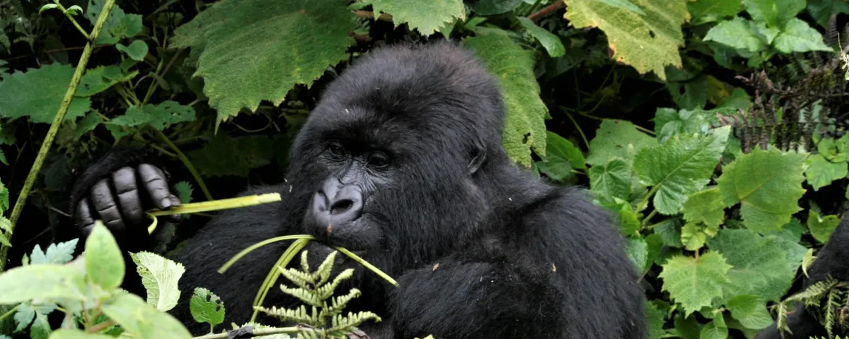 Luxury Rwanda Safari Tours