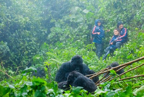 Luxury Gorilla Trekking Safari in Rwanda and Uganda