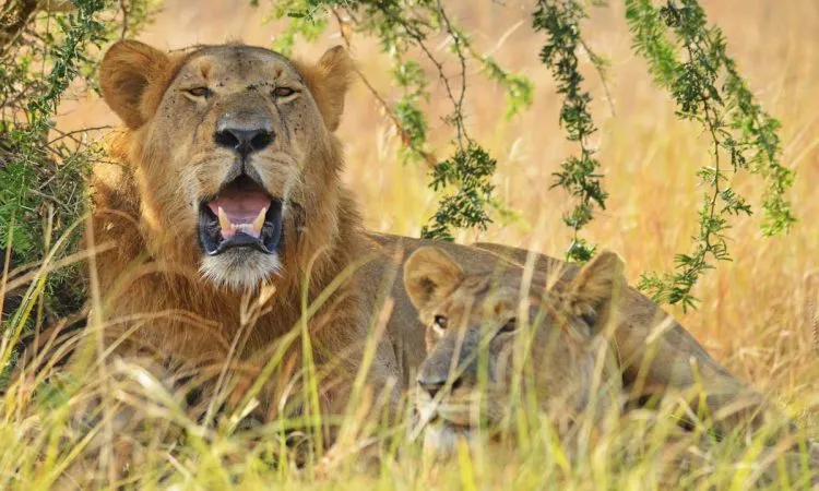 Male Lion in Queen Elizabeth National Park Uganda