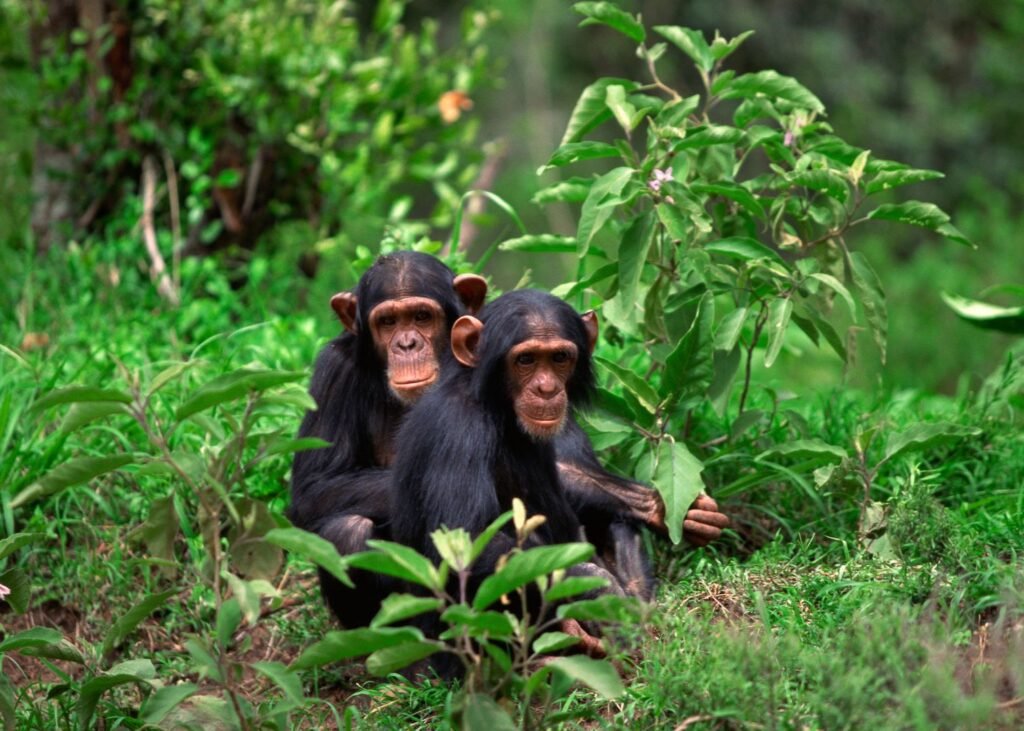 Nyungwe Forest Rwanda
