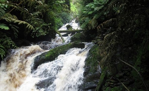 Nyungwe Forest Rwanda Safari Experience