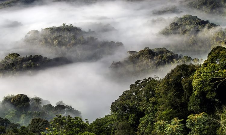 Nyungwe Forests Rwanda