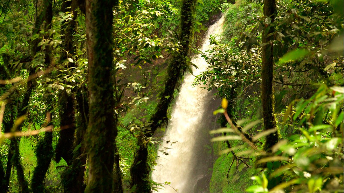 Nyungwe National Park Rwanda