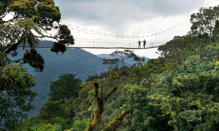 Nyungwe Forest Safari Experience