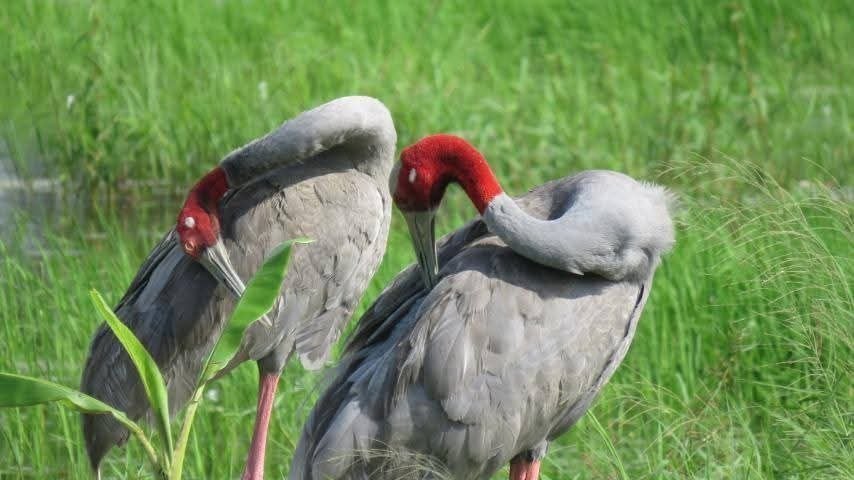 Rwanda Nature and Wildlife Experience