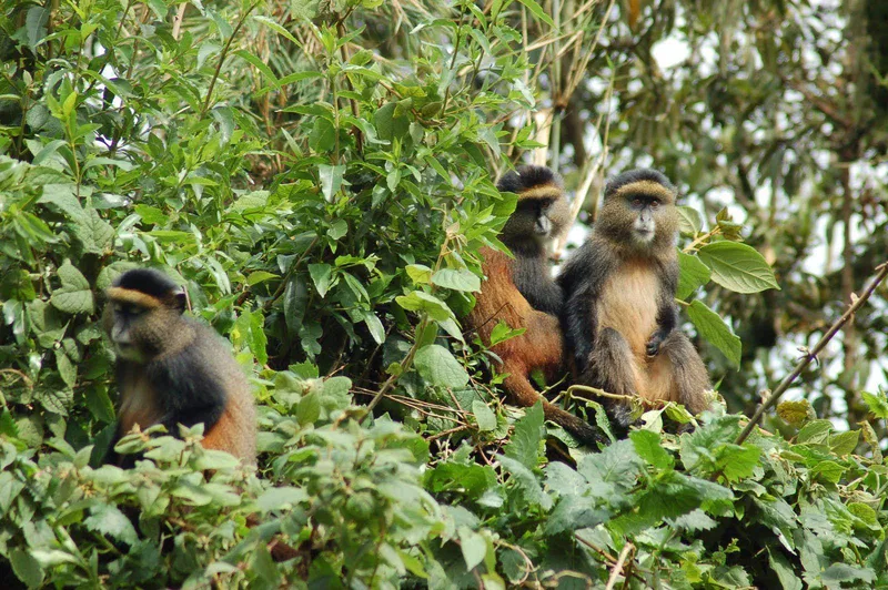 Rwanda Primates Safari