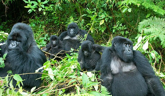 Rwanda Gorilla Trek Safaris