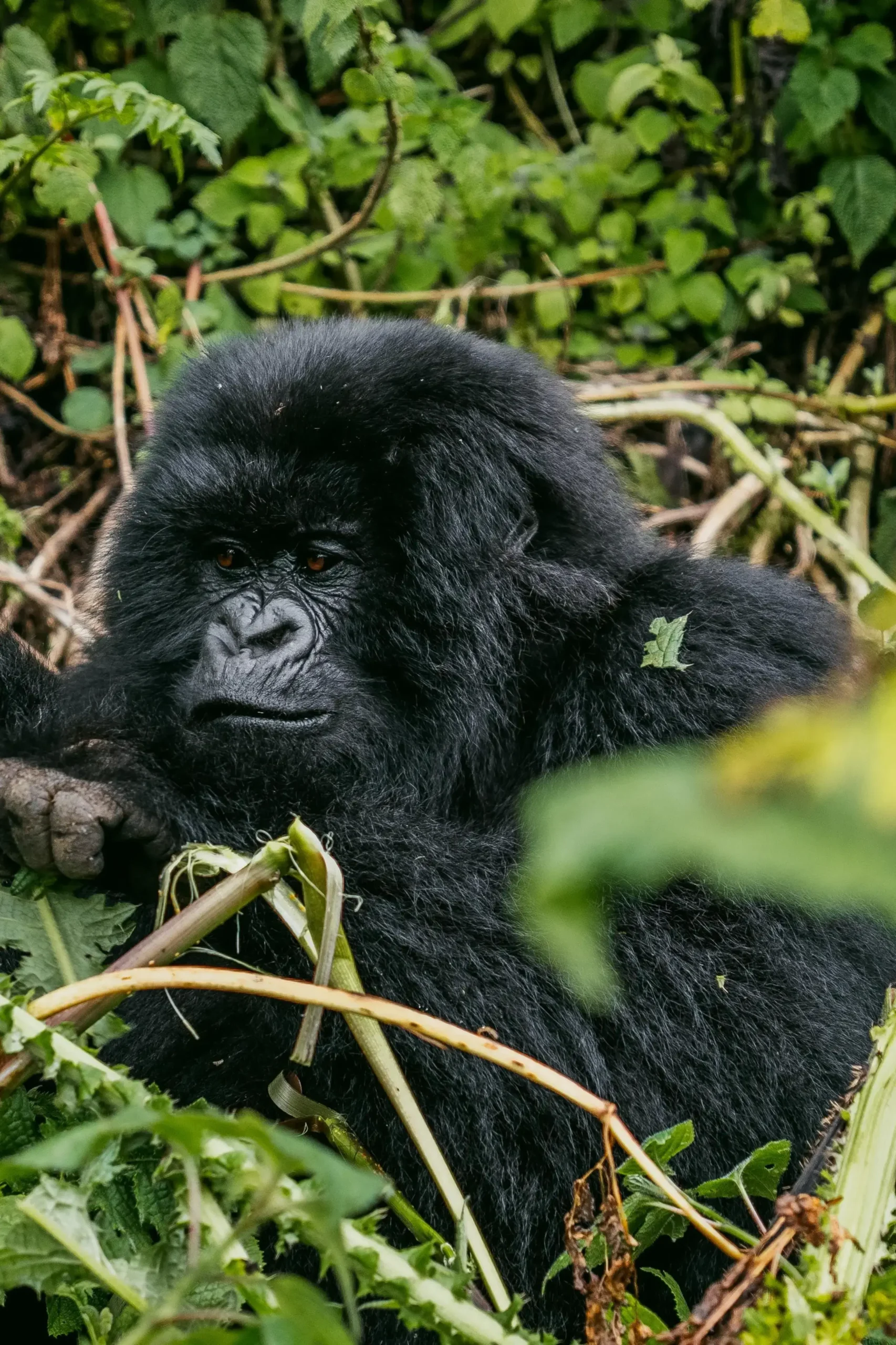 Rwanda Gorilla Trekking Safari