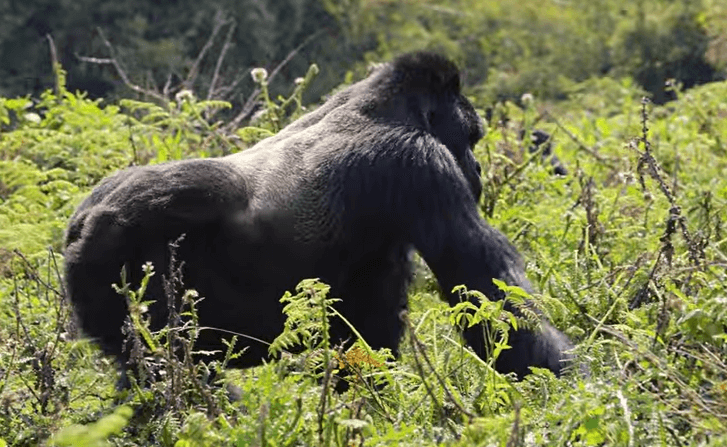 Rwanda Gorilla Trekking