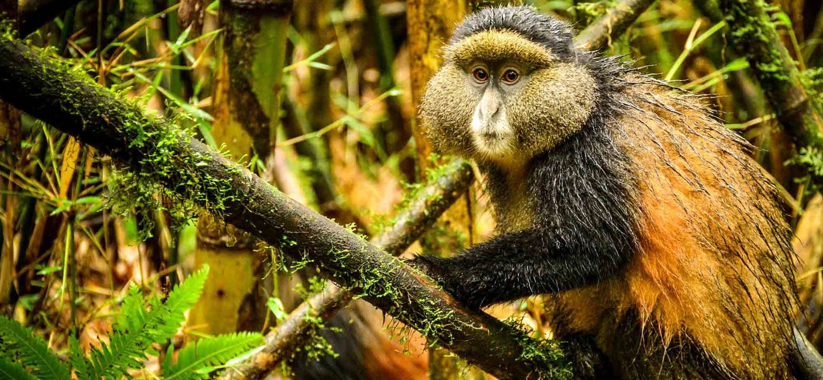 Rwanda Safari Experience