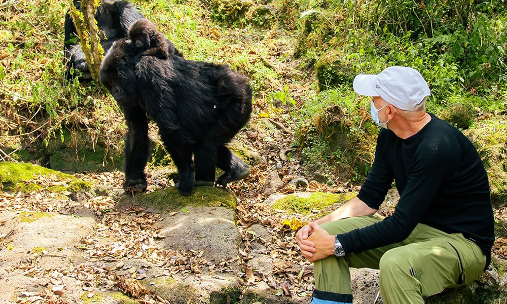 Tracking Gorillas Experience