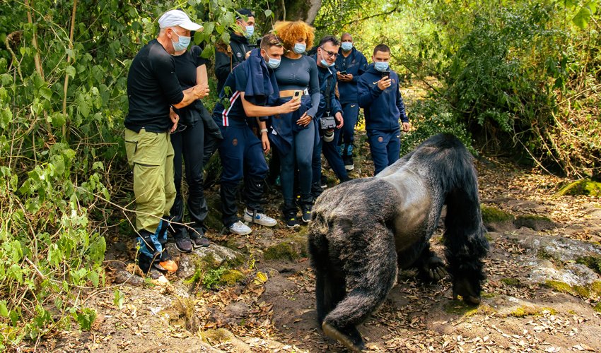Tracking Gorillas in Rwanda