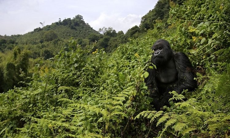 Volcanoes Rwanda Park