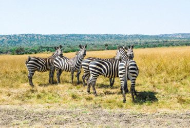 Rwanda Wildlife Safari Experience