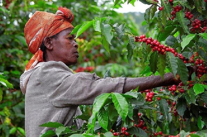 Coffee plantation experience in Rwanda