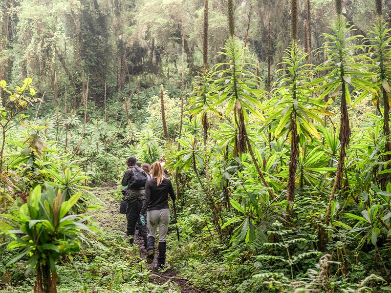 Bisoke trekking adventure in Rwanda