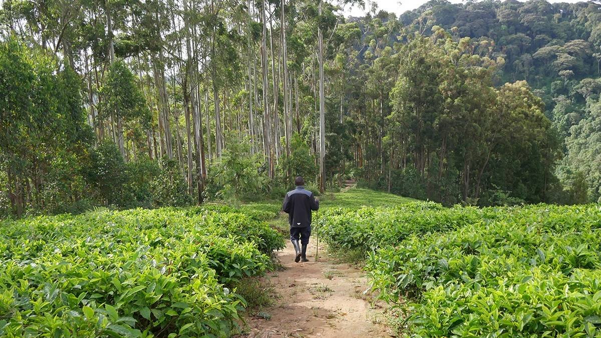 Nyungwe Forest Rwanda