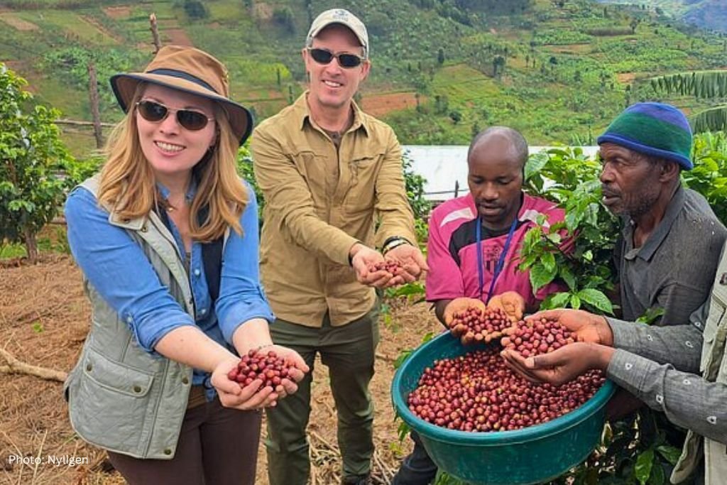Coffee plantation in Musanze Rwanda