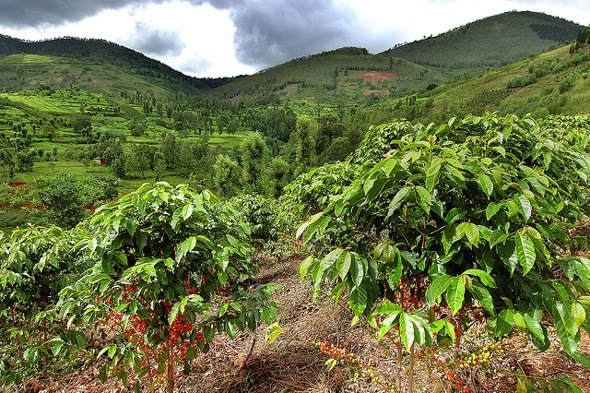 Rwanda coffee experience
