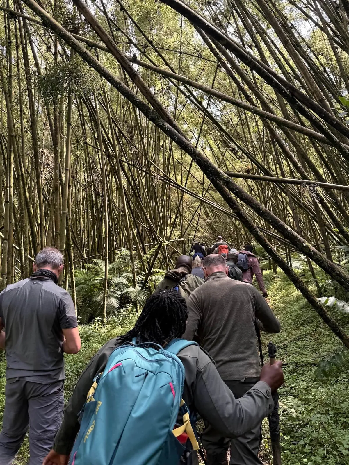 Gorilla trekking in bamboo forest