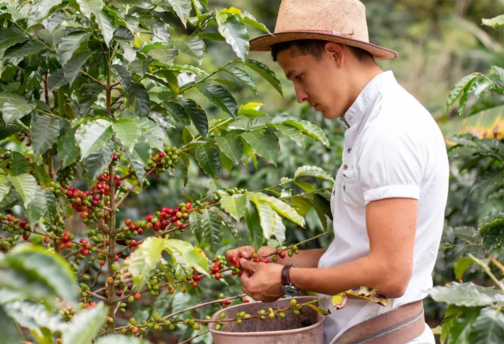 How to combine gorilla trekking and coffee tour in Rwanda