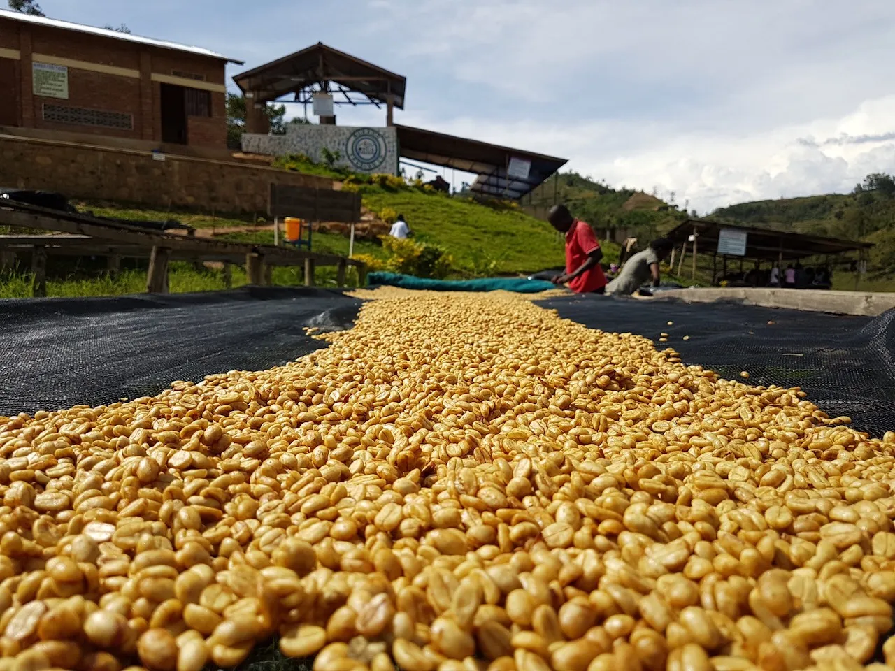 Kilimbi Coffee Washing Station Rwanda