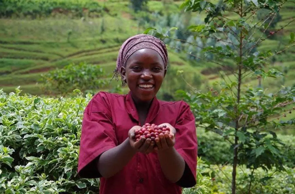 Lake Kivu coffee tour experience in Rwanda