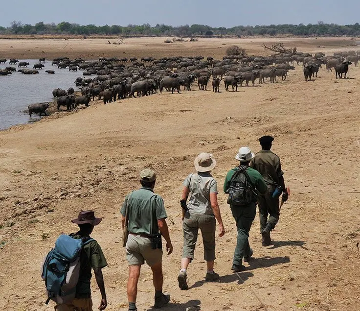 Luangwa National Park walking safari experience in Africa