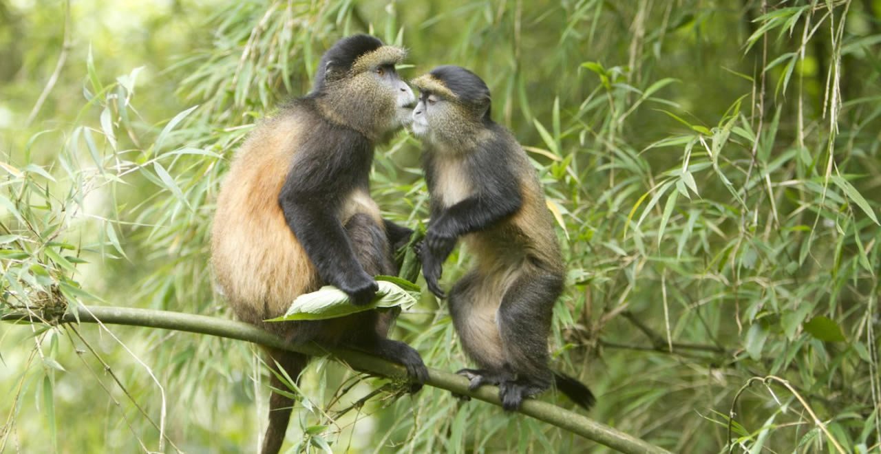 Golden monkeys in Mgahinga