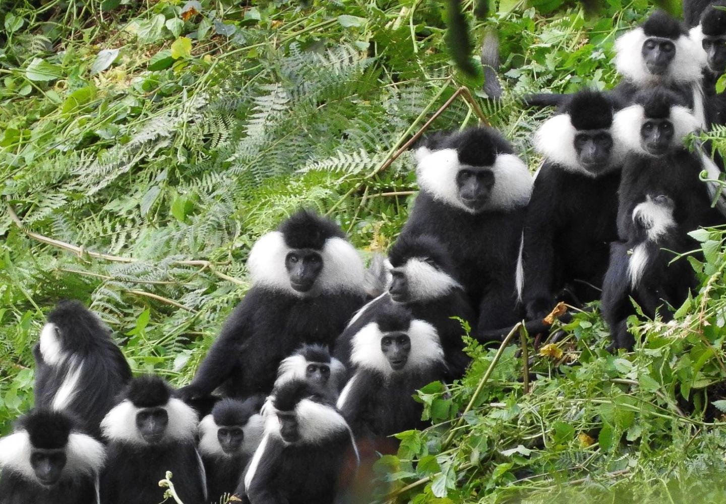 Angolan colobus monkeys in Nyungwe Forest Rwanda