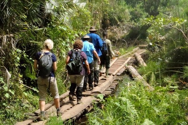 Nyungwe hiking trails in Rwanda