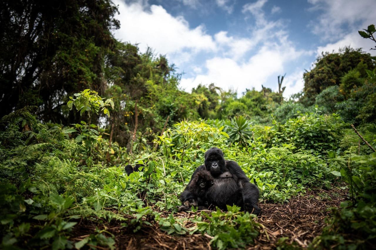 Rwanda Gorilla Safari Staying at Bisate Reserve for Couples