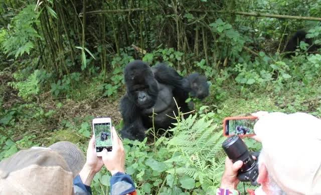 Rwanda Gorilla Safari Staying at Bisate Reserve for Couples