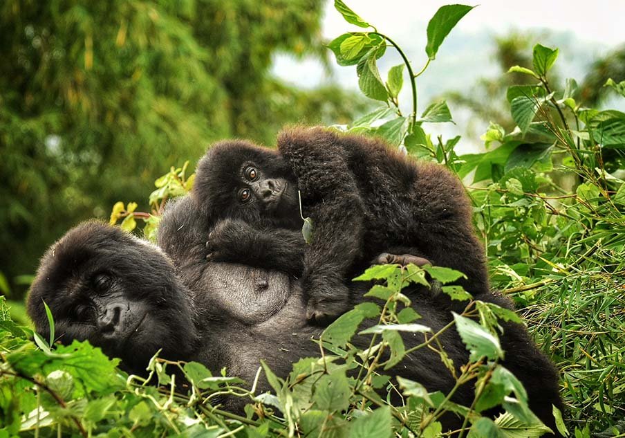 Rwanda Safari With Two Gorilla Treks