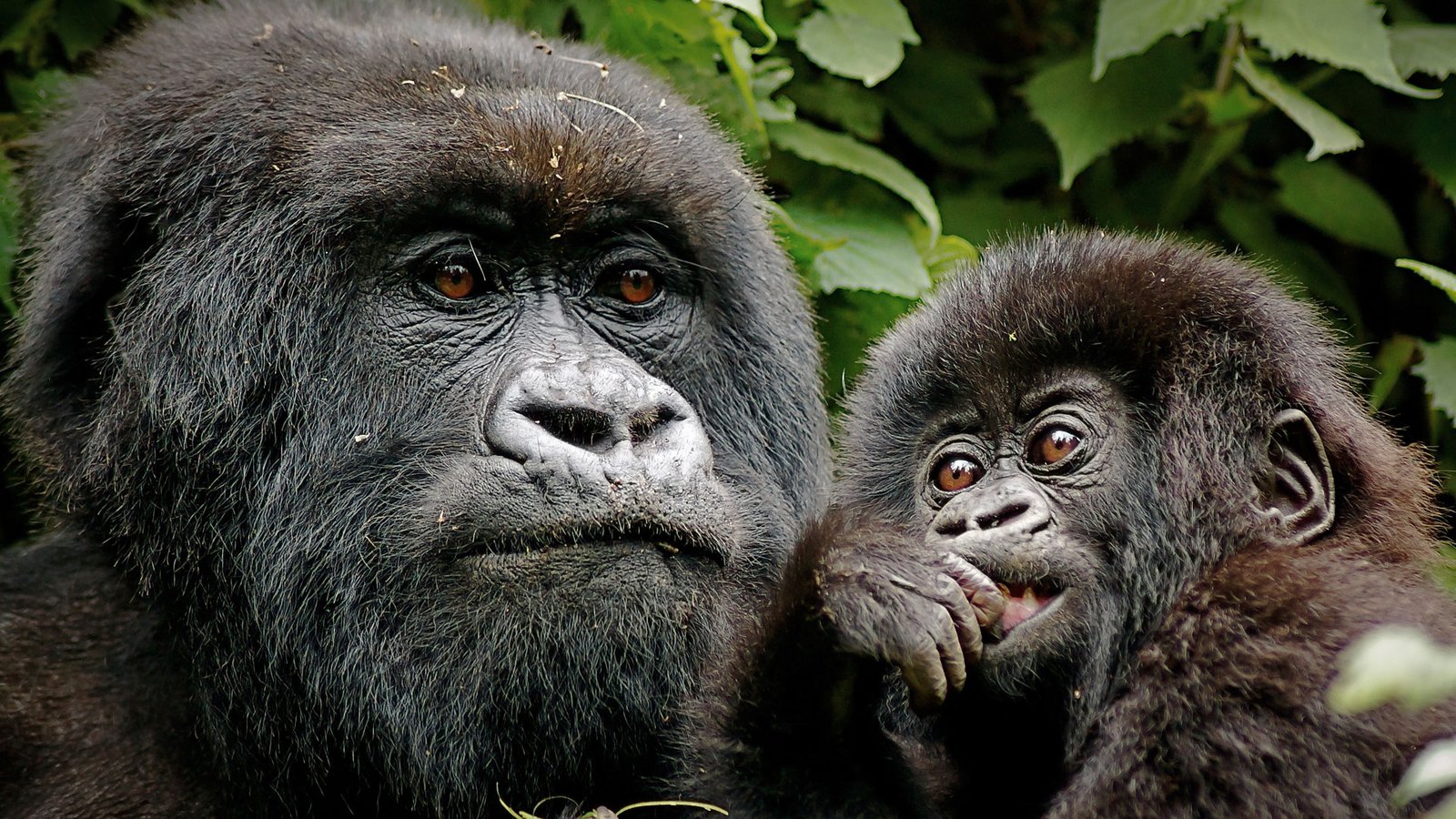 Rwanda Safari with Two Gorilla Treks
