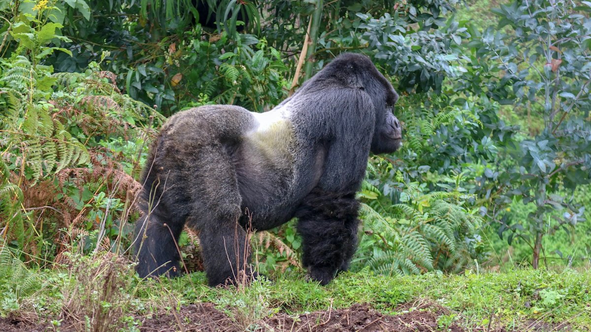 Gorilla Trekking Experience from Singita Kwitonda Lodge