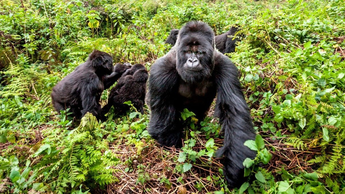 The Gorilla Trekking Experience from Singita Kwitonda Lodge